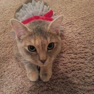 Meet your Posher, Sheila